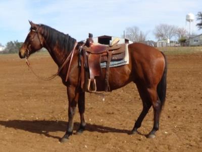 Macarena Reed JW<br>AQHA 5520833